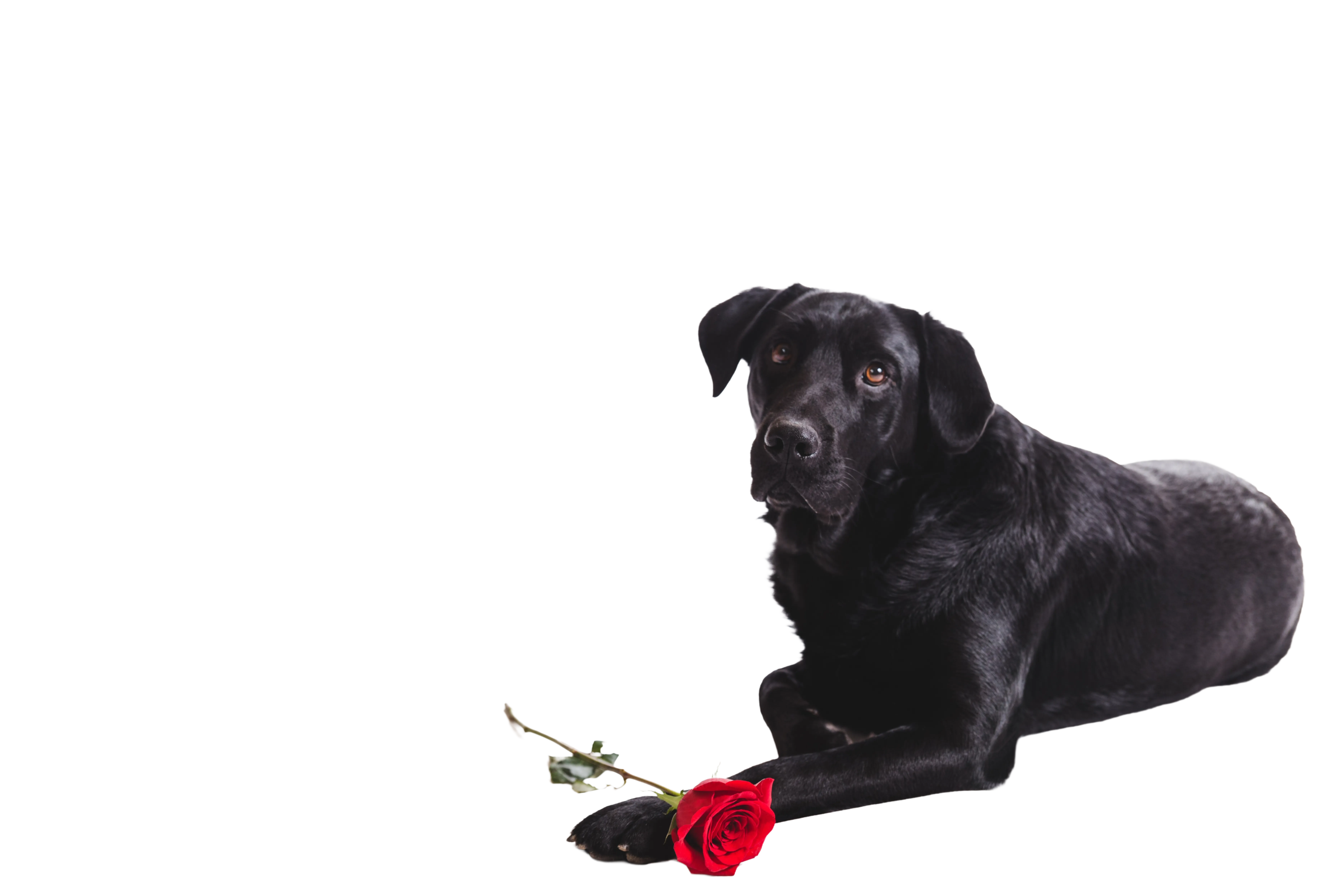 Aquamation vs Cremation: Understanding Your Options