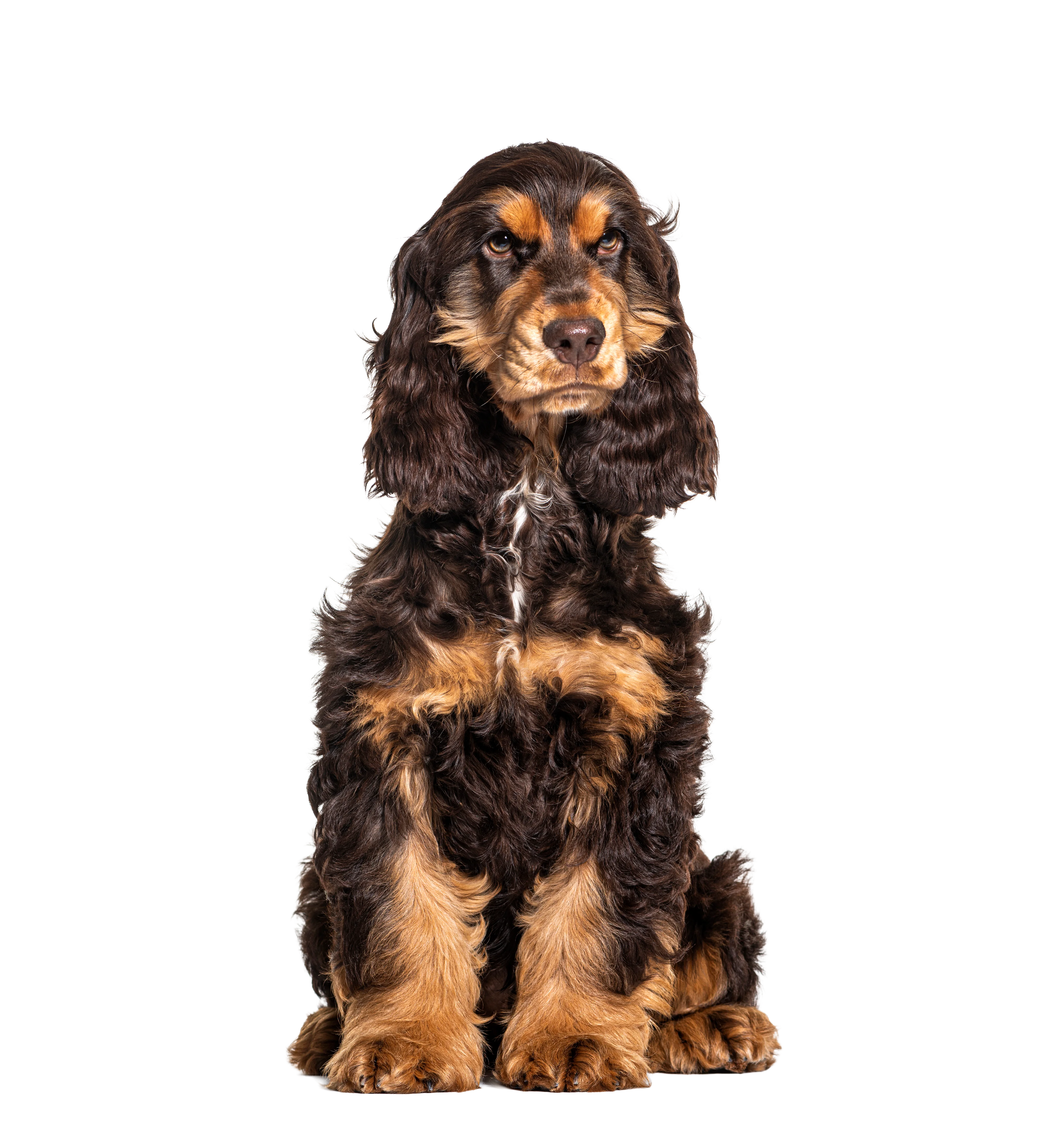 spaniel dog