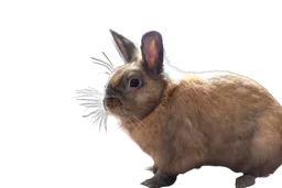 Cute bunny