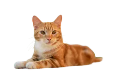 Cute cat