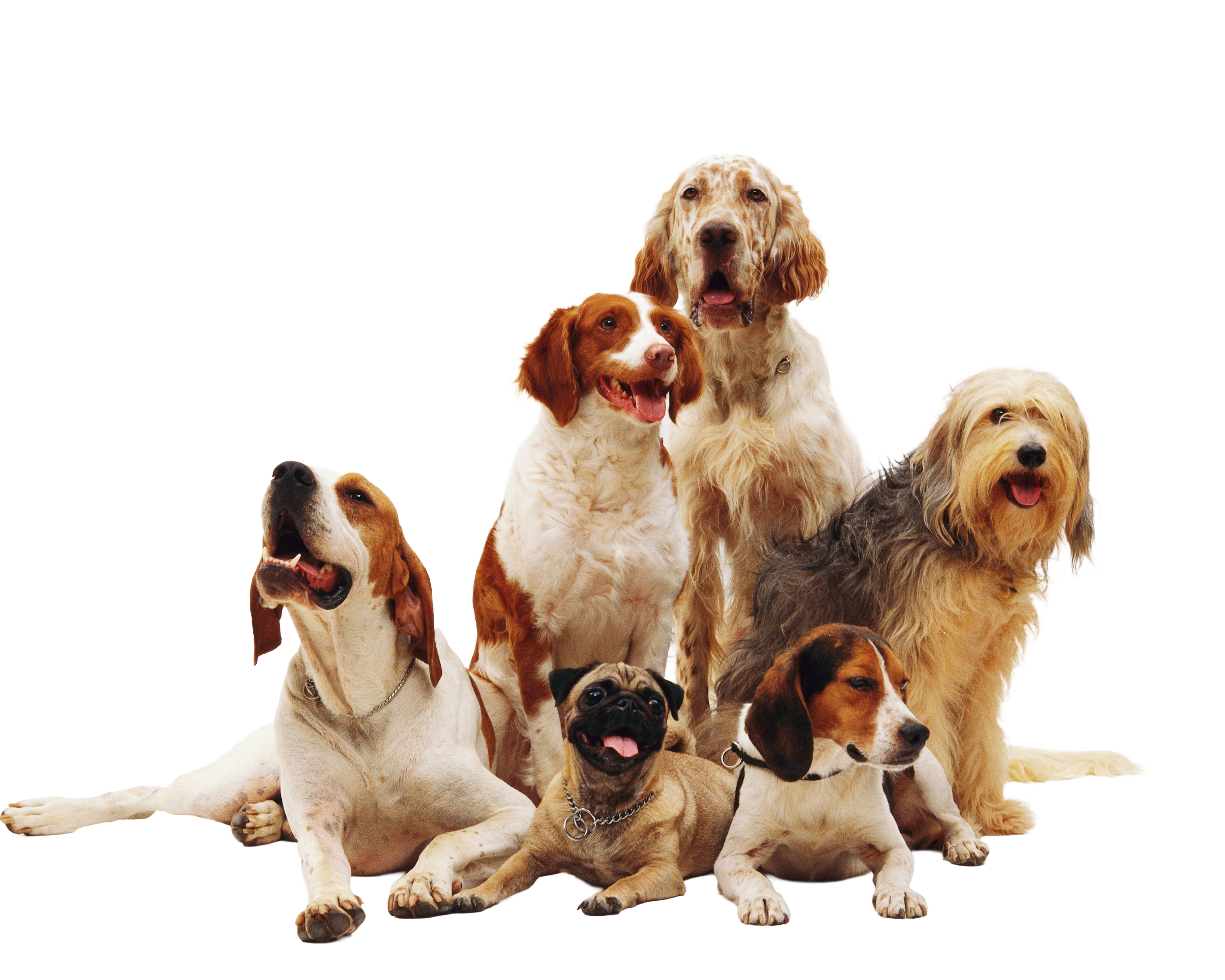 Group of happy dogs