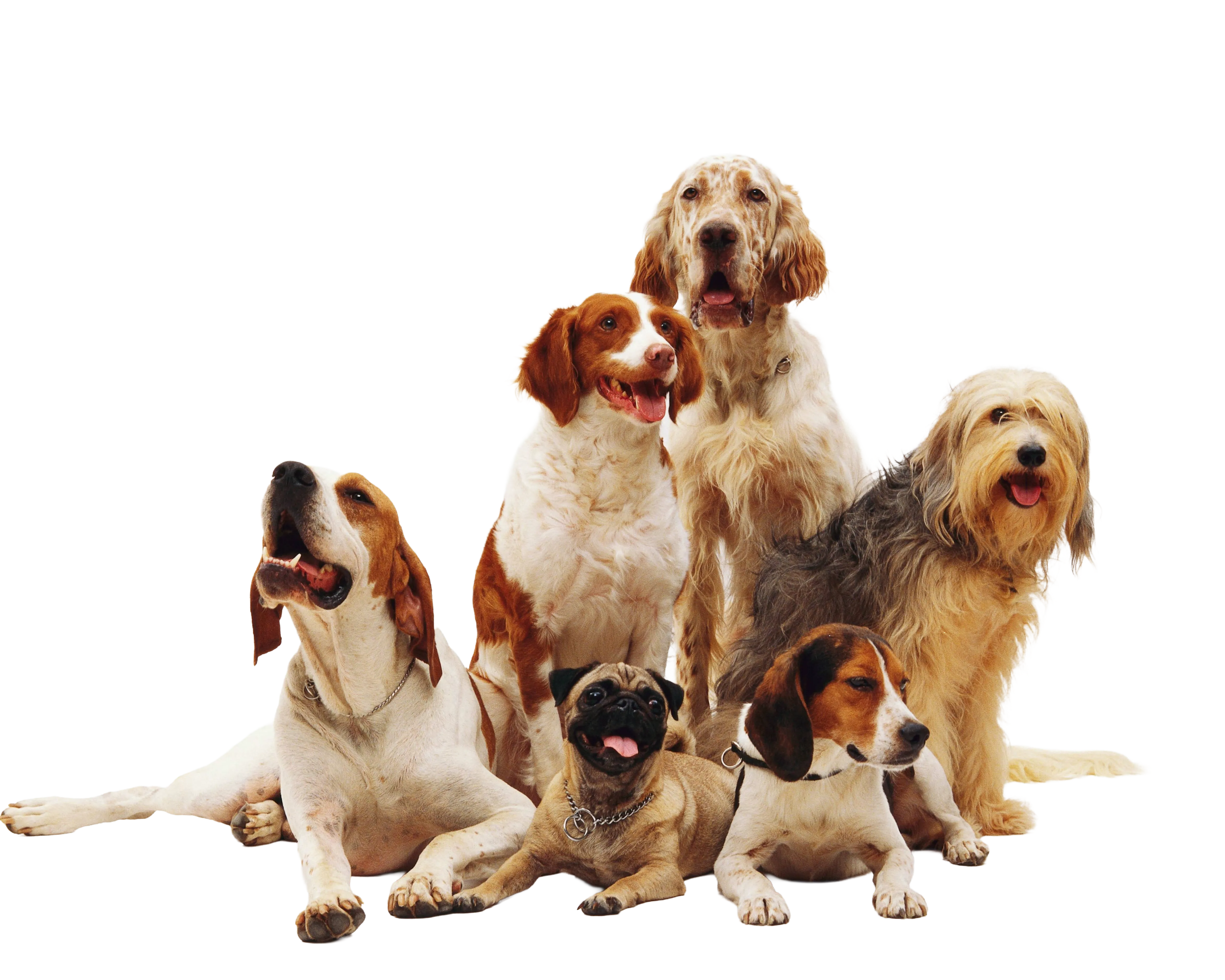 Group of happy dogs