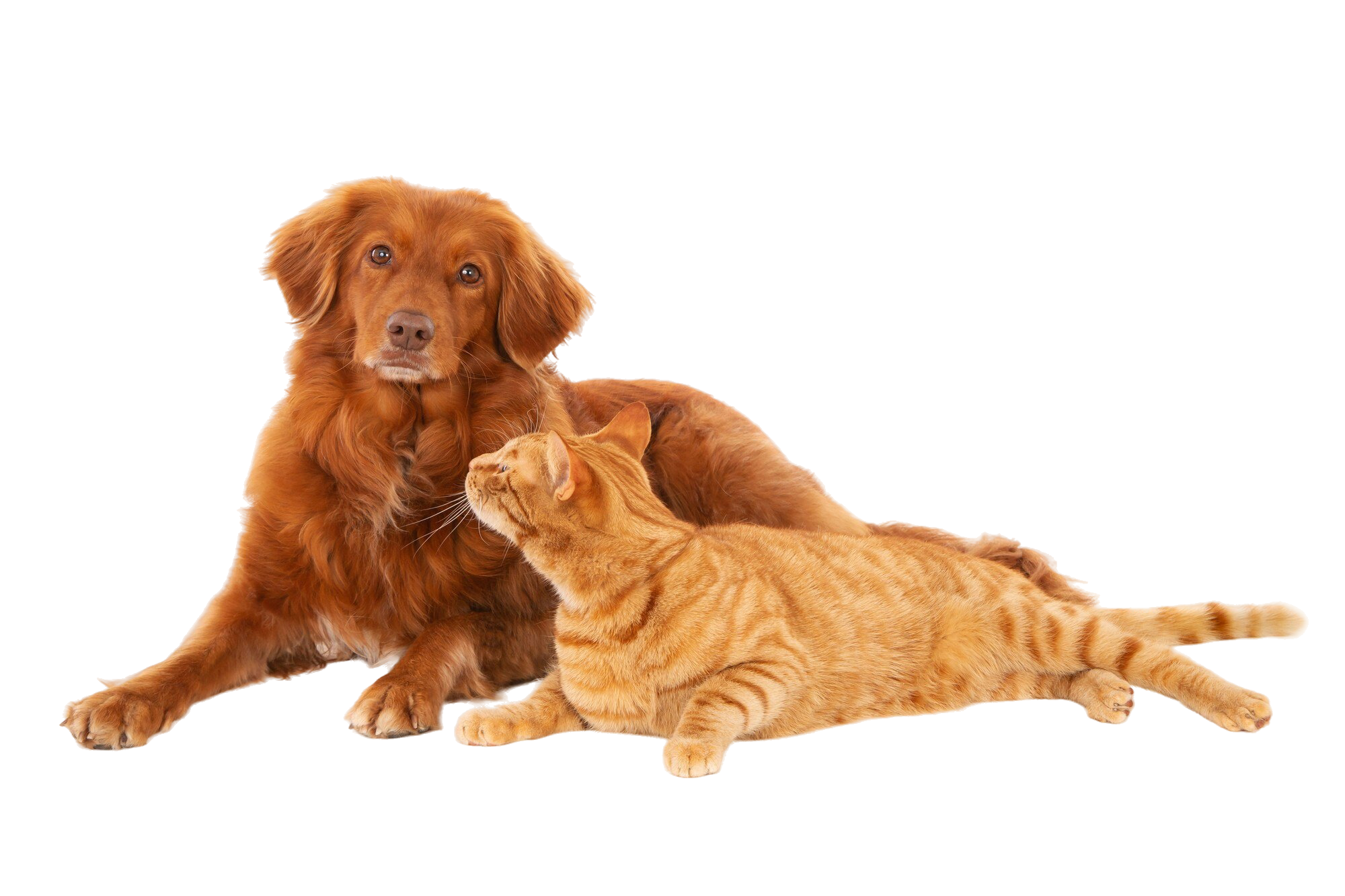 Dog and cat relaxing together