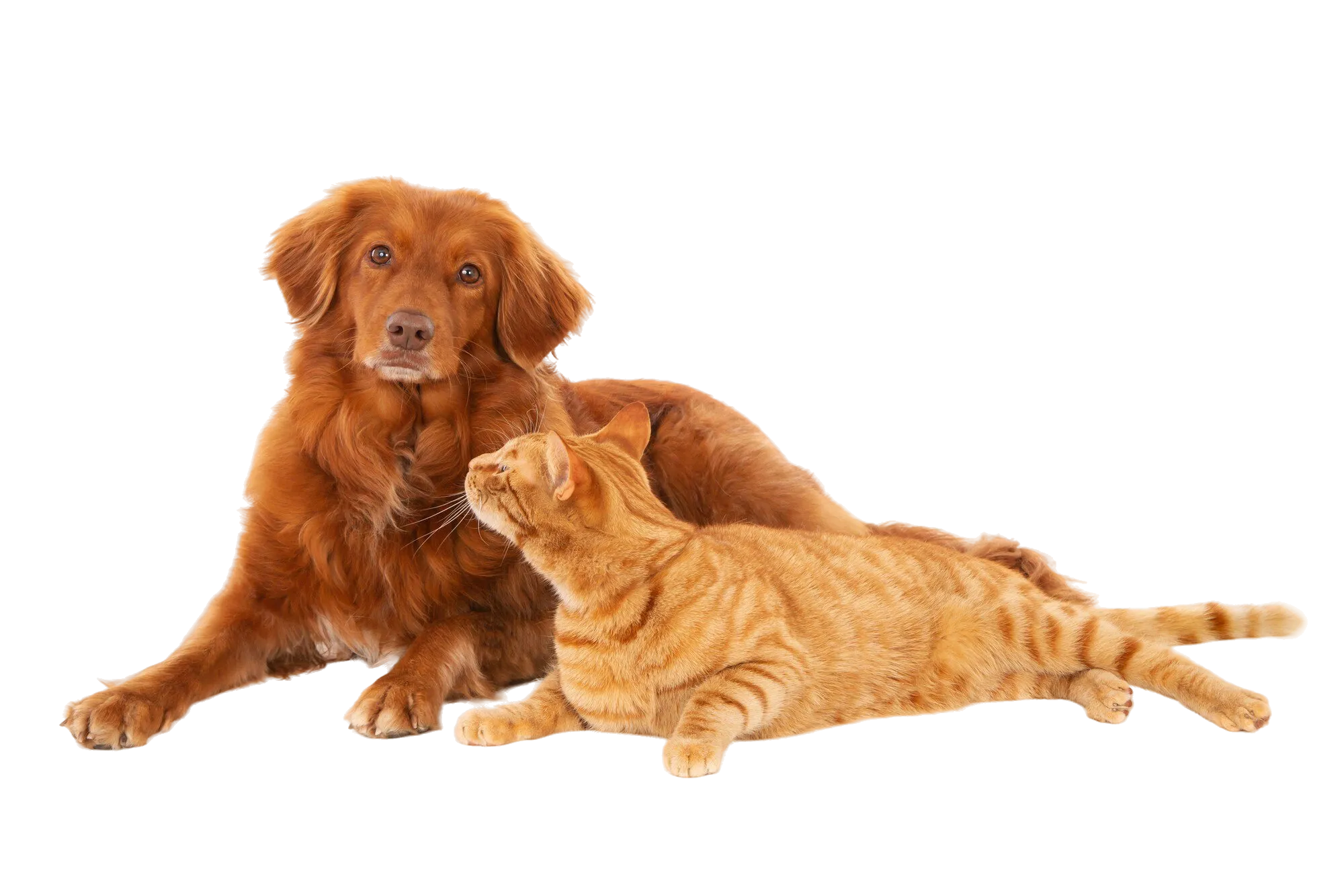 Dog and cat relaxing together