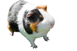 Cute guinea pig