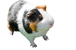 Cute guinea pig