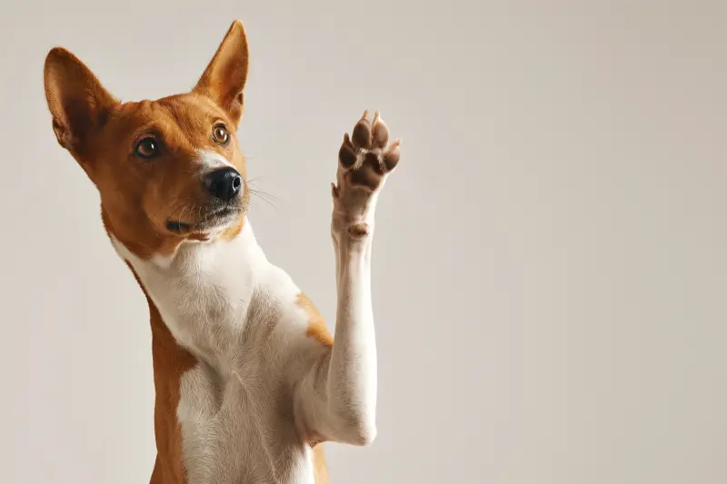 Basenji dog giving high five