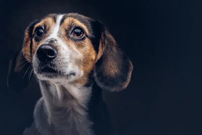 Beagle portrait
