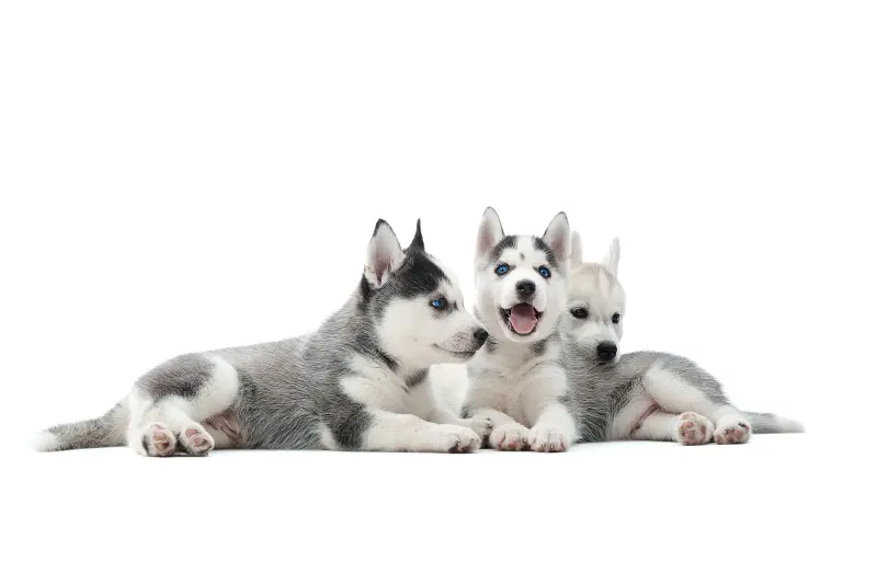 Three husky puppies