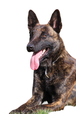 Dutch shepherd dog