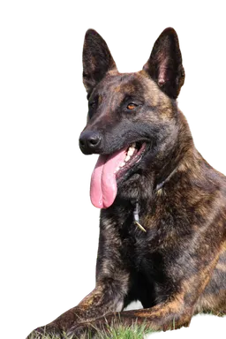 Dutch shepherd dog