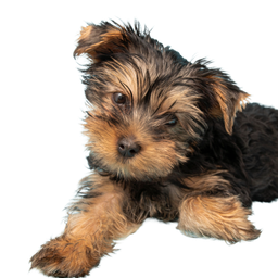 Yorkshire terrier dog