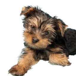 Yorkshire terrier dog