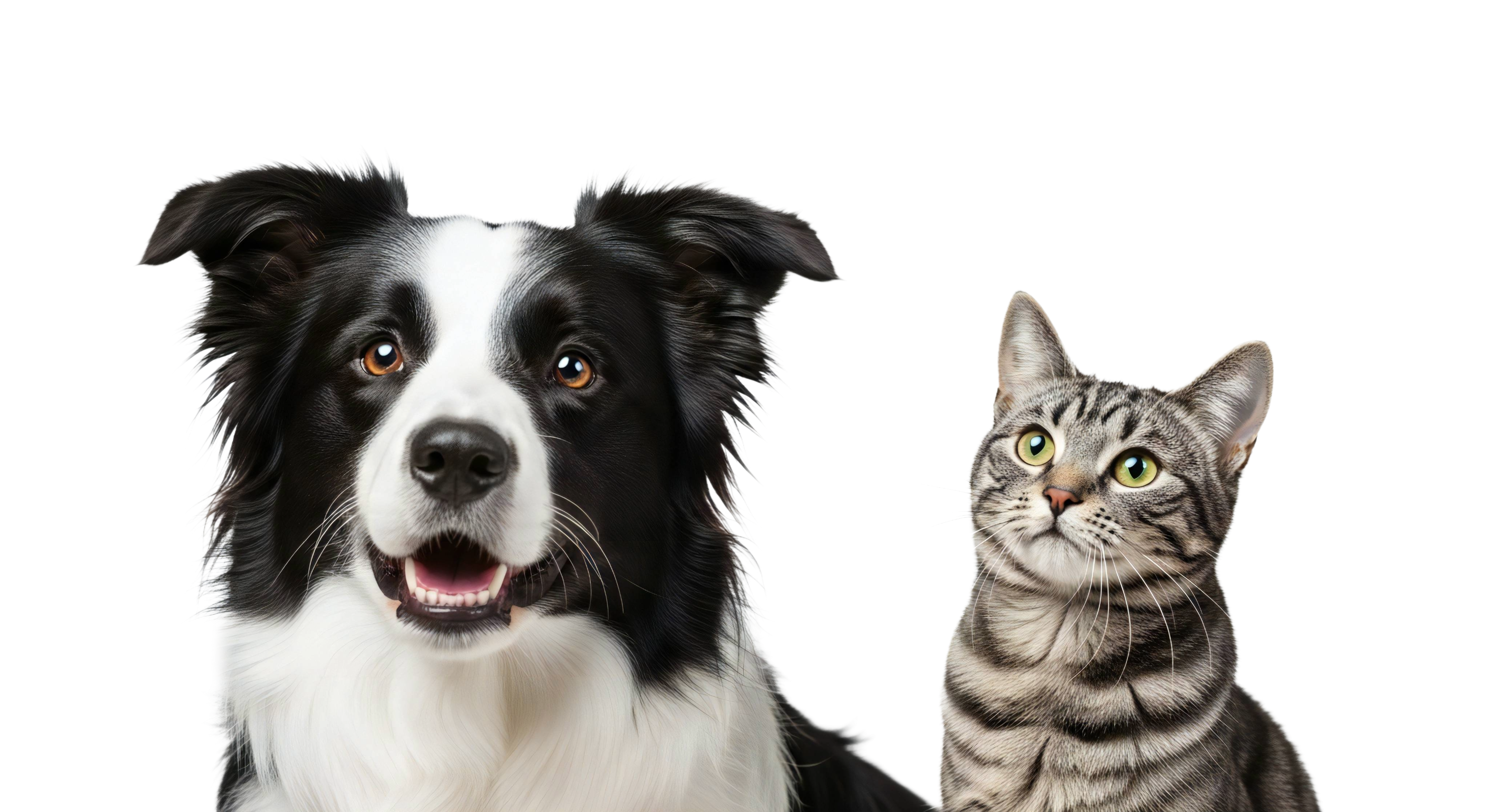 Dog and cat together