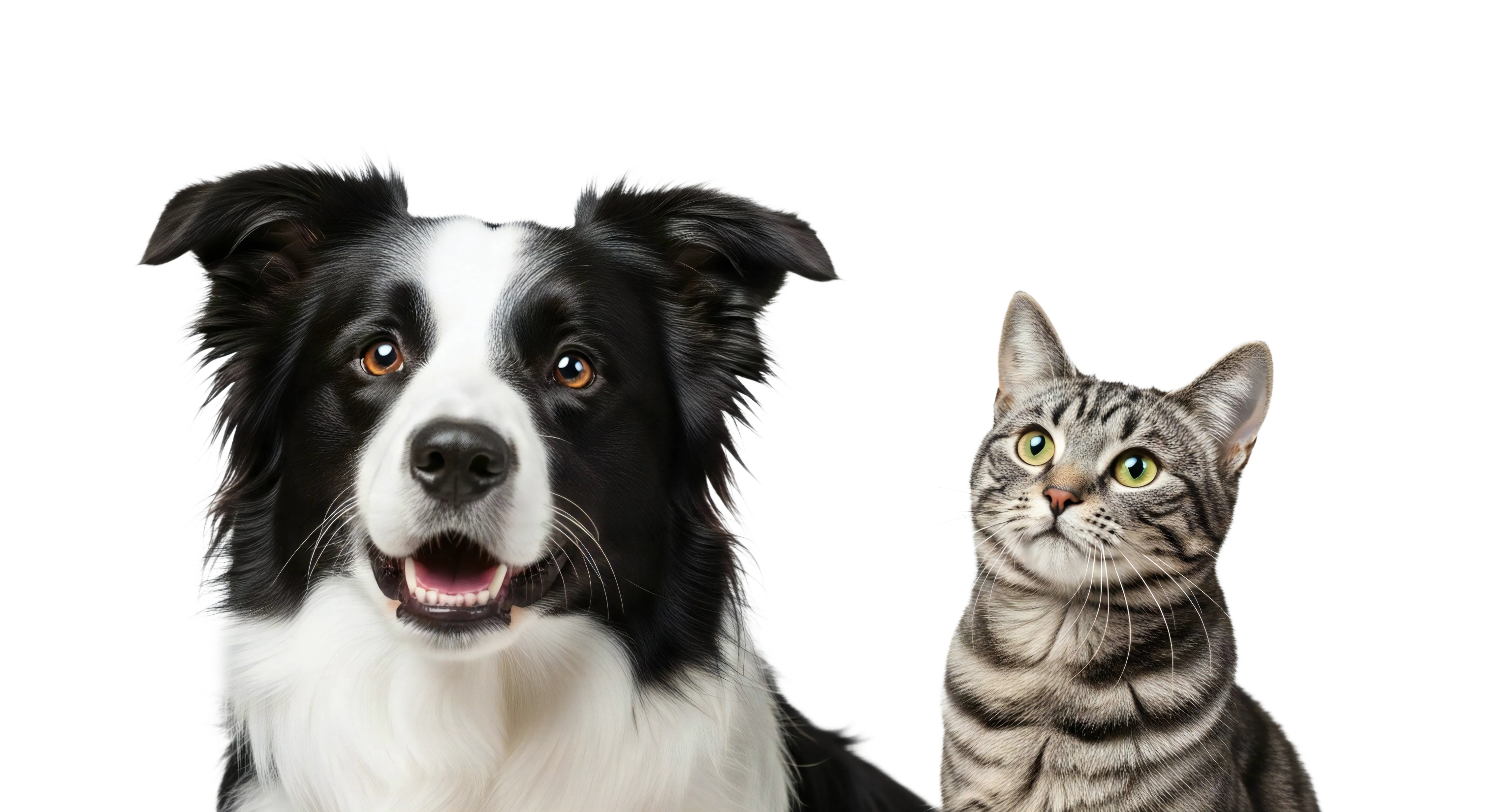 Dog and cat together