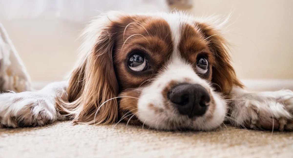 Rescue Dogs in Perth