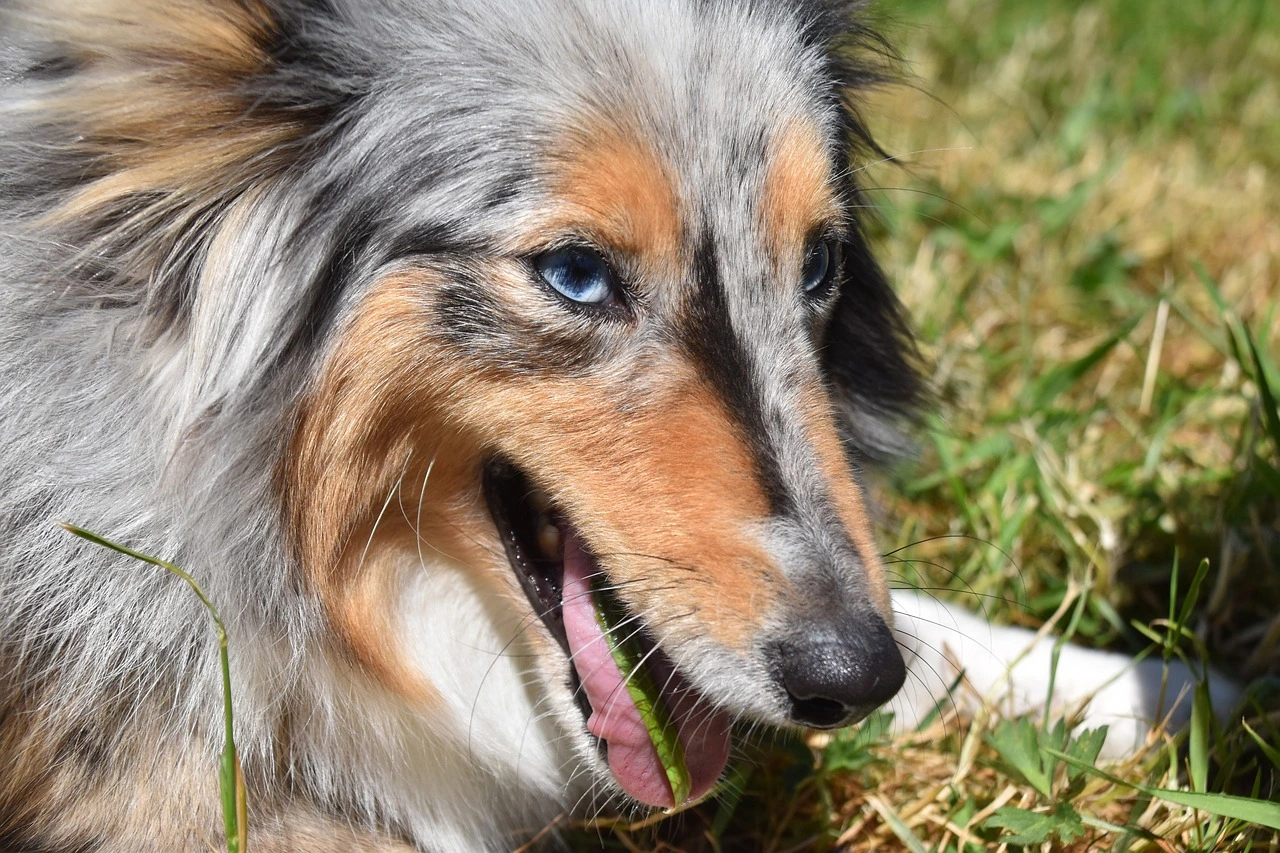 Why is my dog eating grass