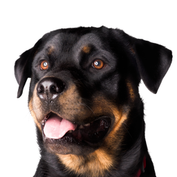 Rottweiler dog