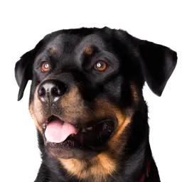 Rottweiler dog