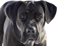 Cane Corso dog