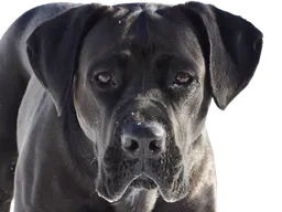 Cane Corso dog